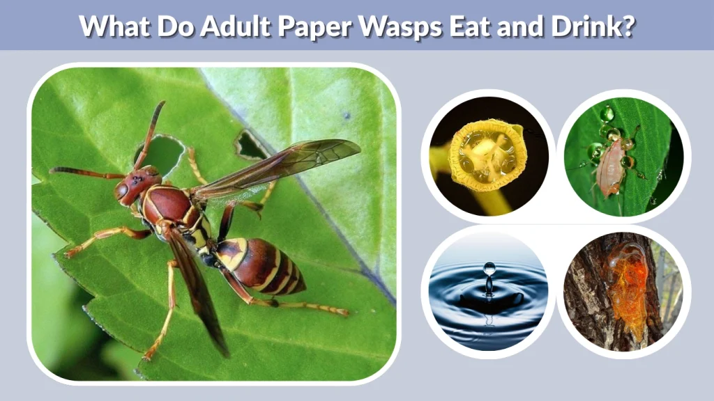What Do Adult Paper Wasps Eat and Drink