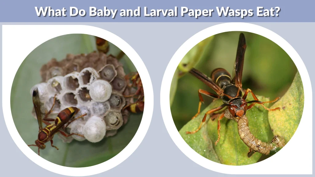 What Do Baby and Larval Paper Wasps Eat