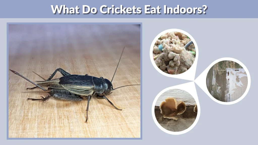 What Do Crickets Eat Indoors