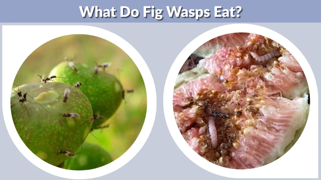 What Do Fig Wasps Eat