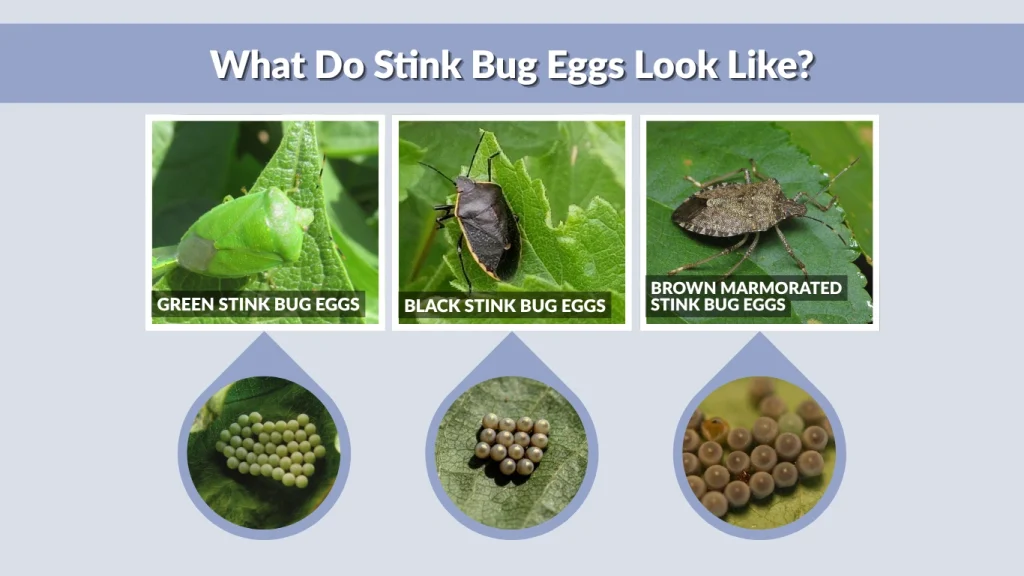 Stink Bug Eggs: Identification, Appearance, and How to Get Rid of Them