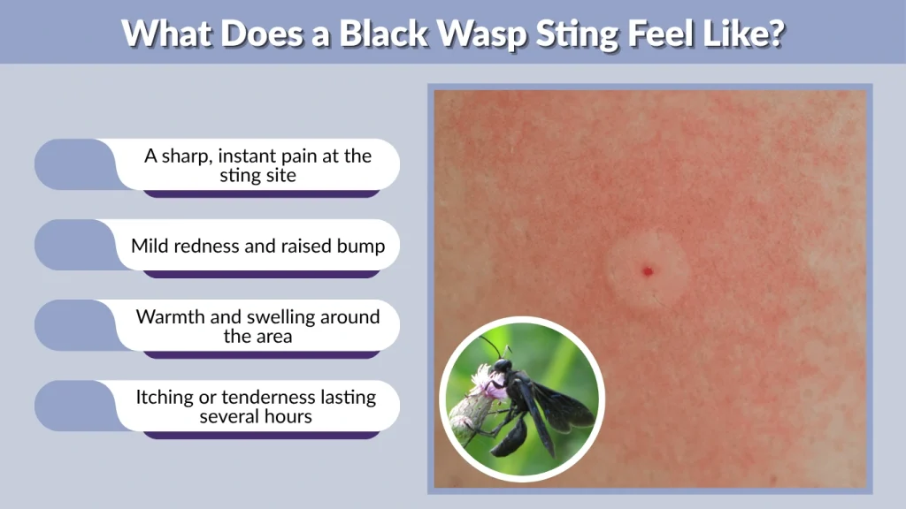 What Does a Black Wasp Sting Feel Like