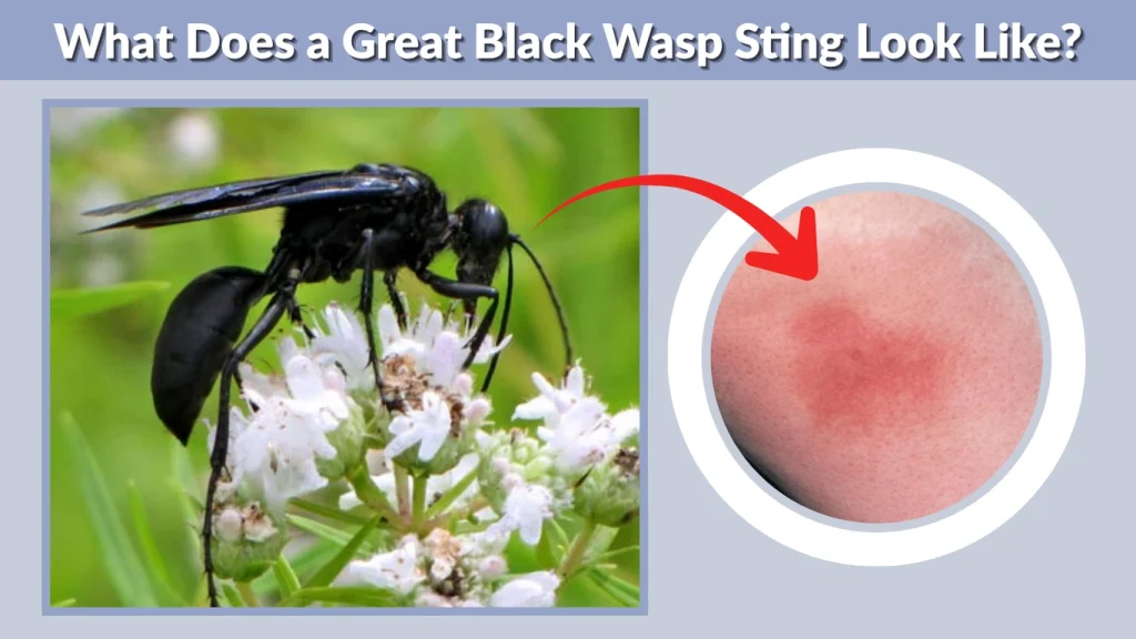 What Does a Great Black Wasp Sting Look Like