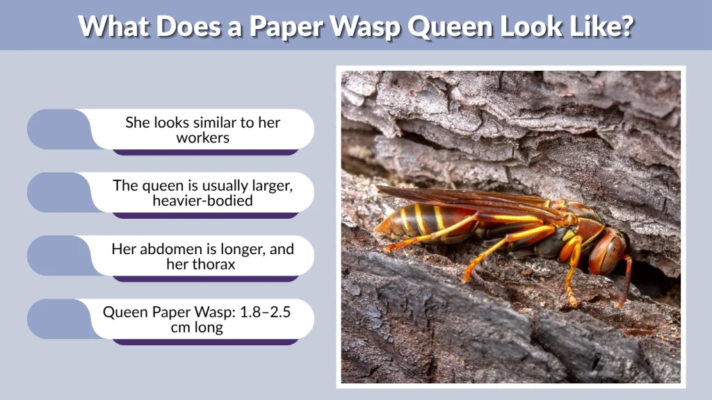What Does a Paper Wasp Queen Look Like