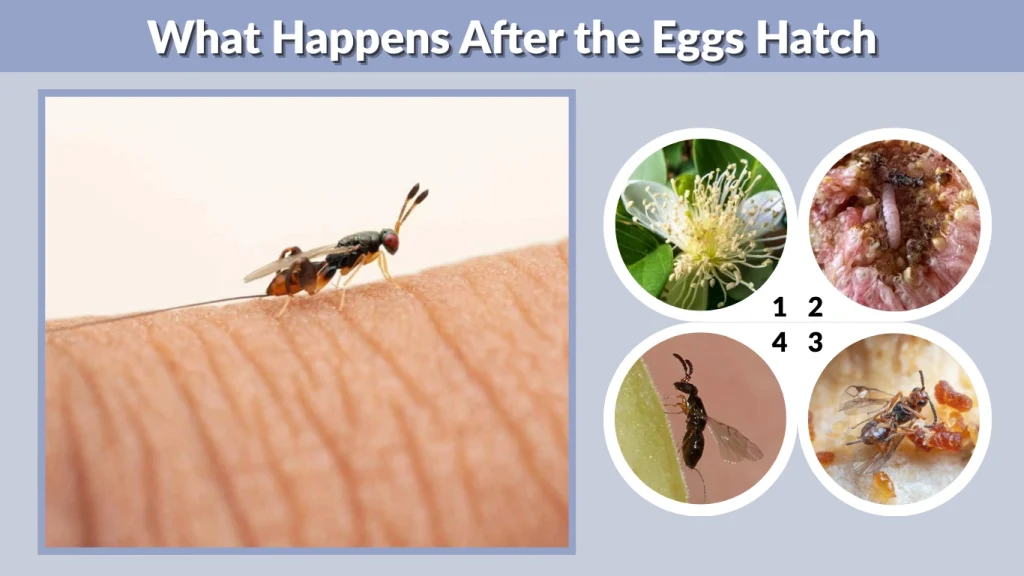 What Happens After the Eggs Hatch