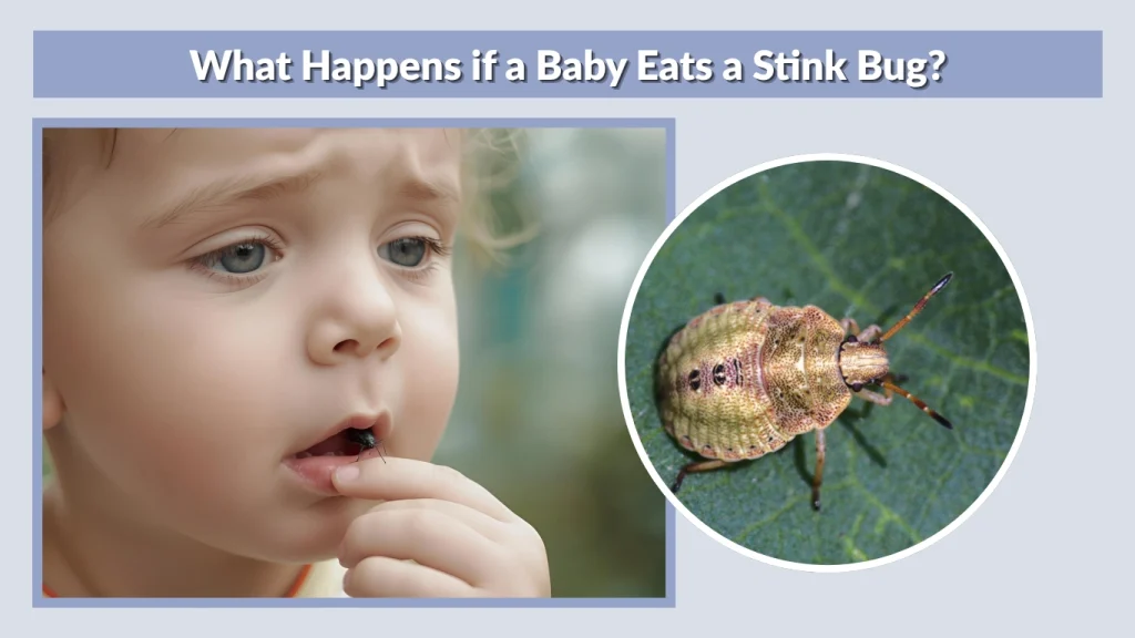 What Happens if a Baby Eats a Stink Bug