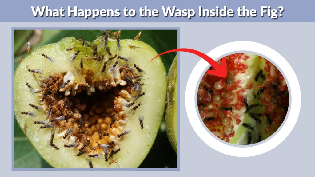 What Happens to the Wasp Inside the Fig