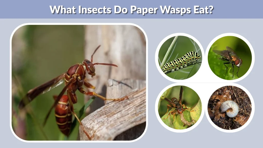 What Insects Do Paper Wasps Eat