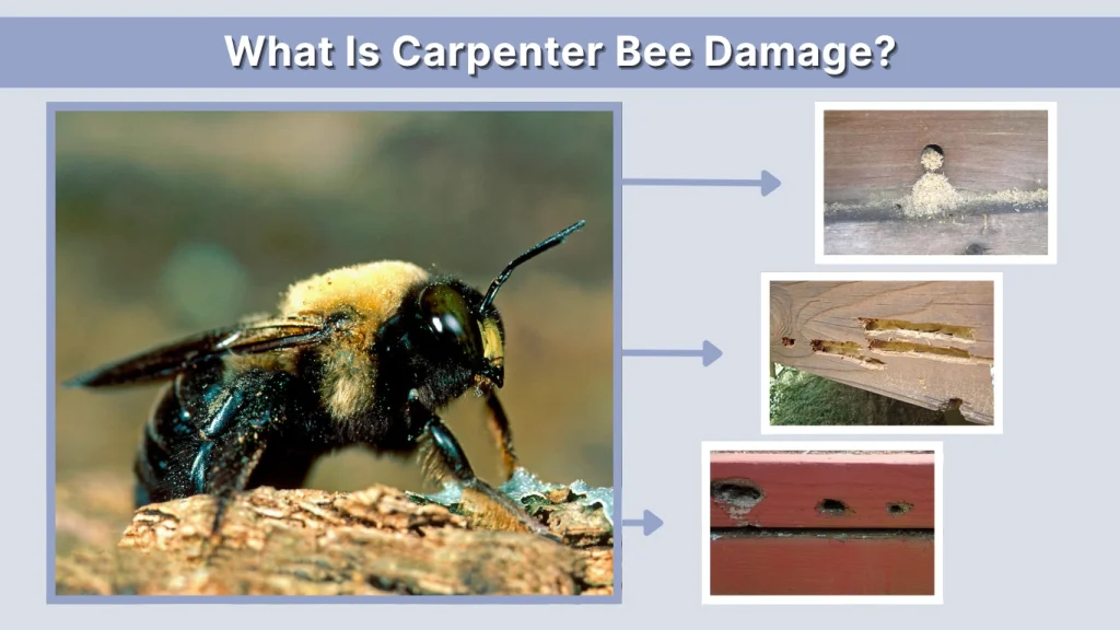 What Is Carpenter Bee Damage