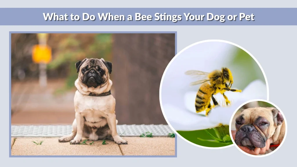 What to Do When a Bee Stings Your Dog or Pet