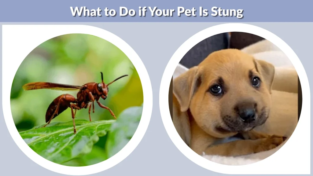What to Do if Your Pet Is Stung