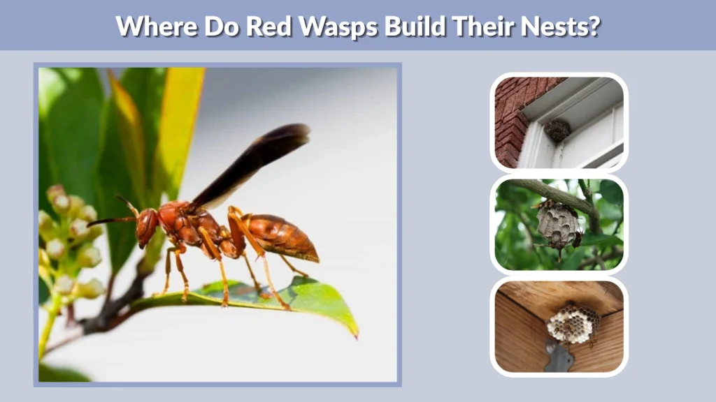 Where Do Red Wasps Build Their Nests