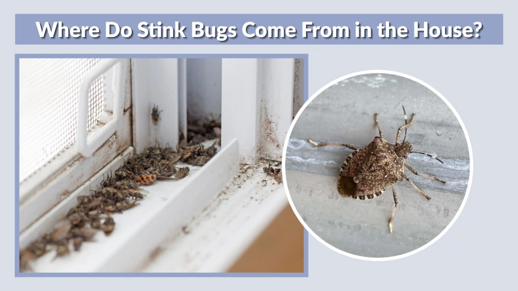 Where Do Stink Bugs Come From and Why They Invade Homes