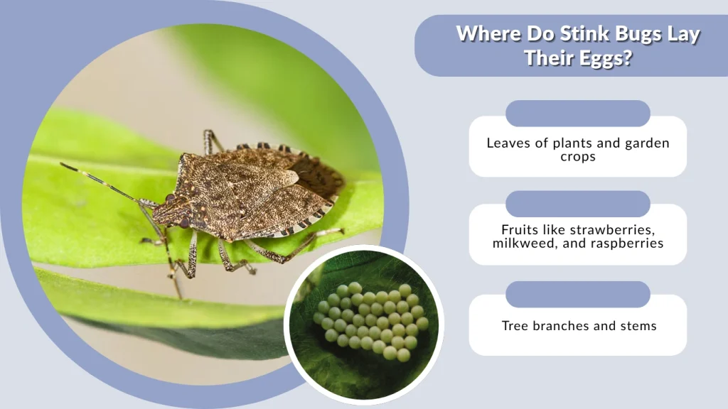 Where Do Stink Bugs Lay Their Eggs