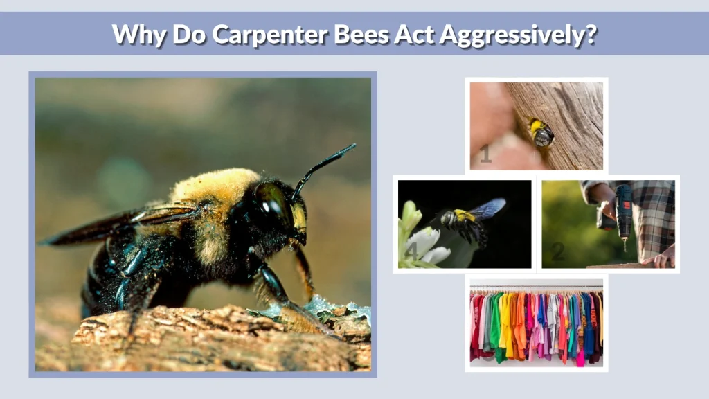 Why Do Carpenter Bees Act Aggressively