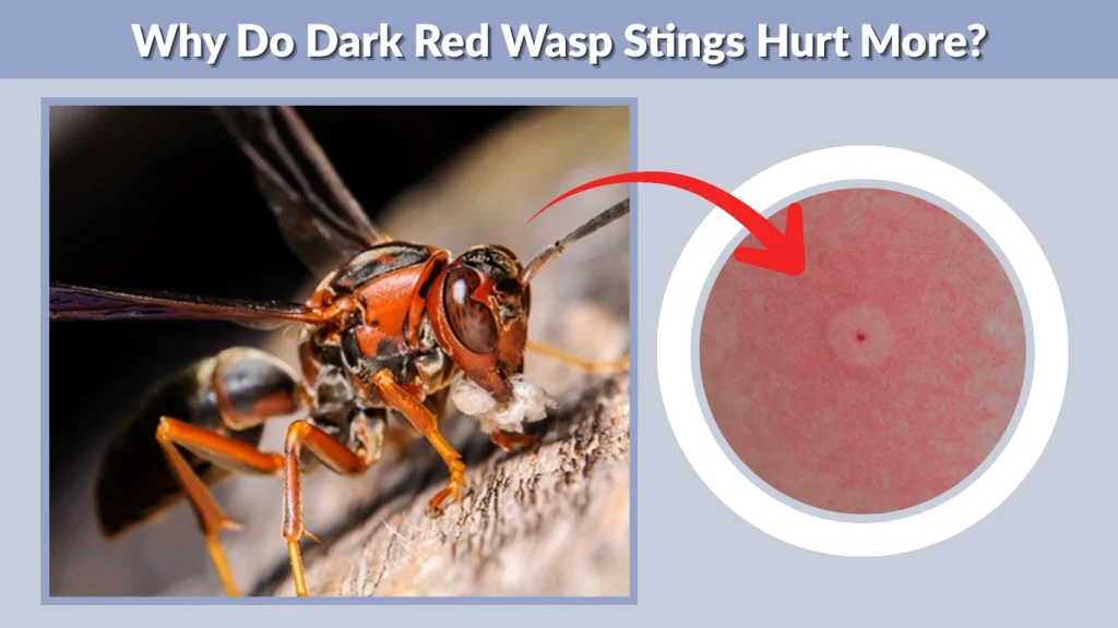 Why Do Dark Red Wasp Stings Hurt More