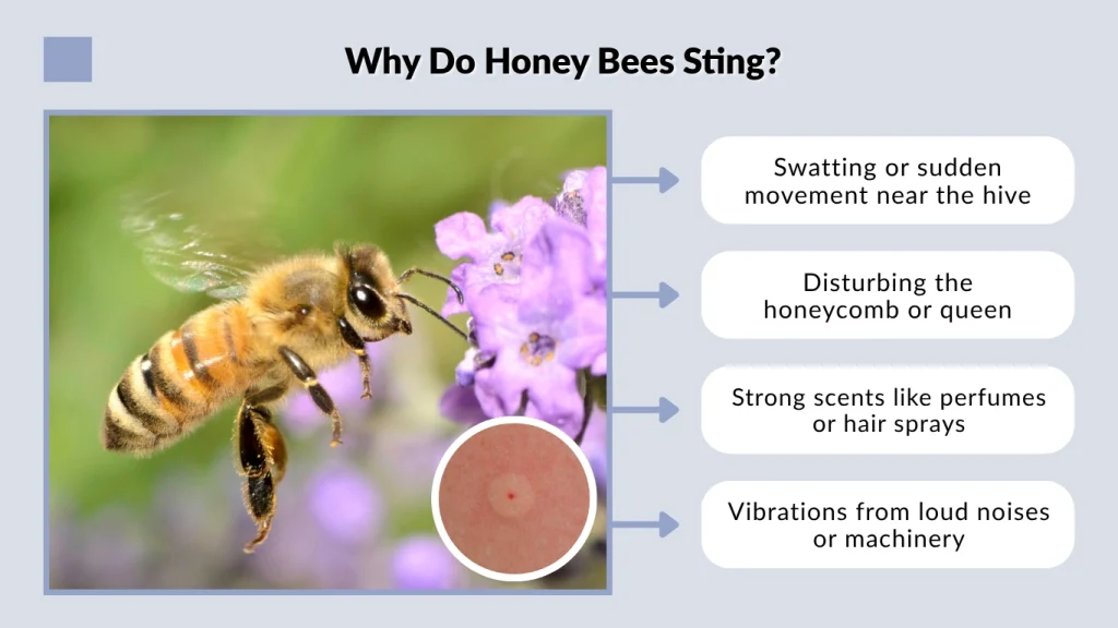 Why Do Honey Bees Sting