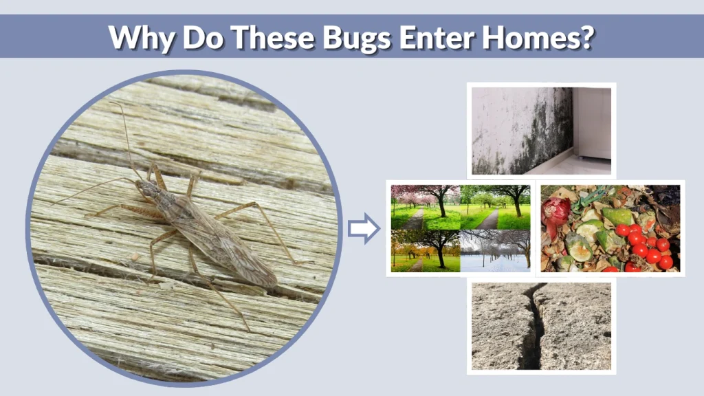 Why Do These Bugs Enter Homes