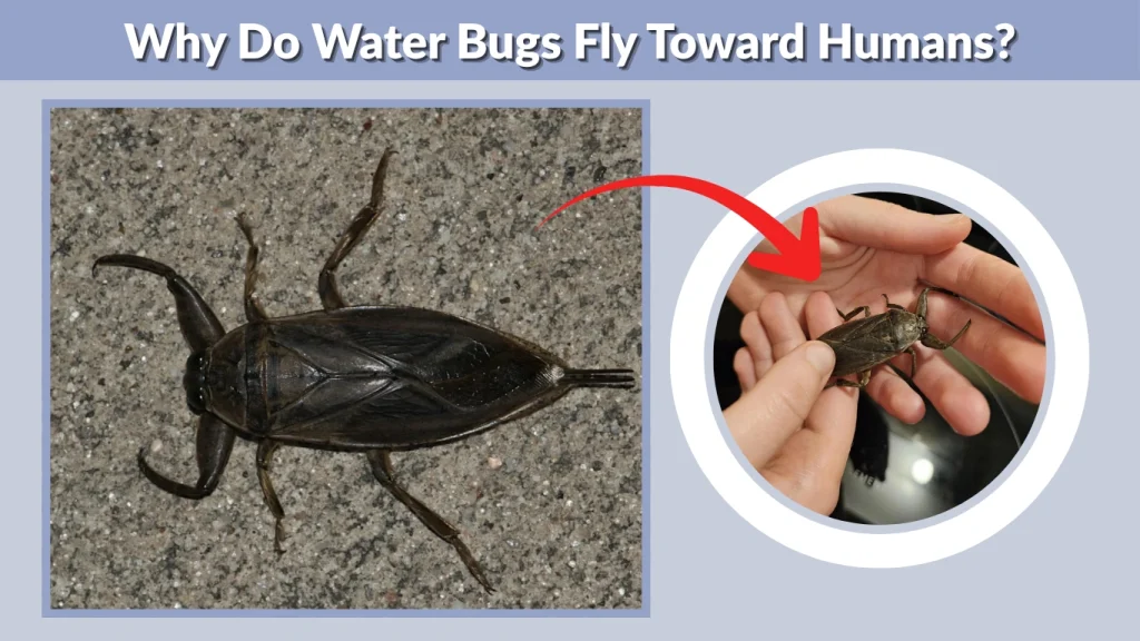 Why Do Water Bugs Fly Toward Humans