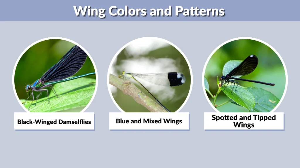 Wing Colors and Patterns