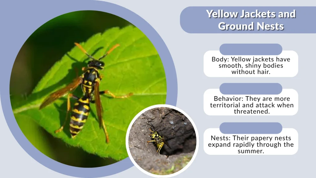 Yellow Jackets and Ground Nests