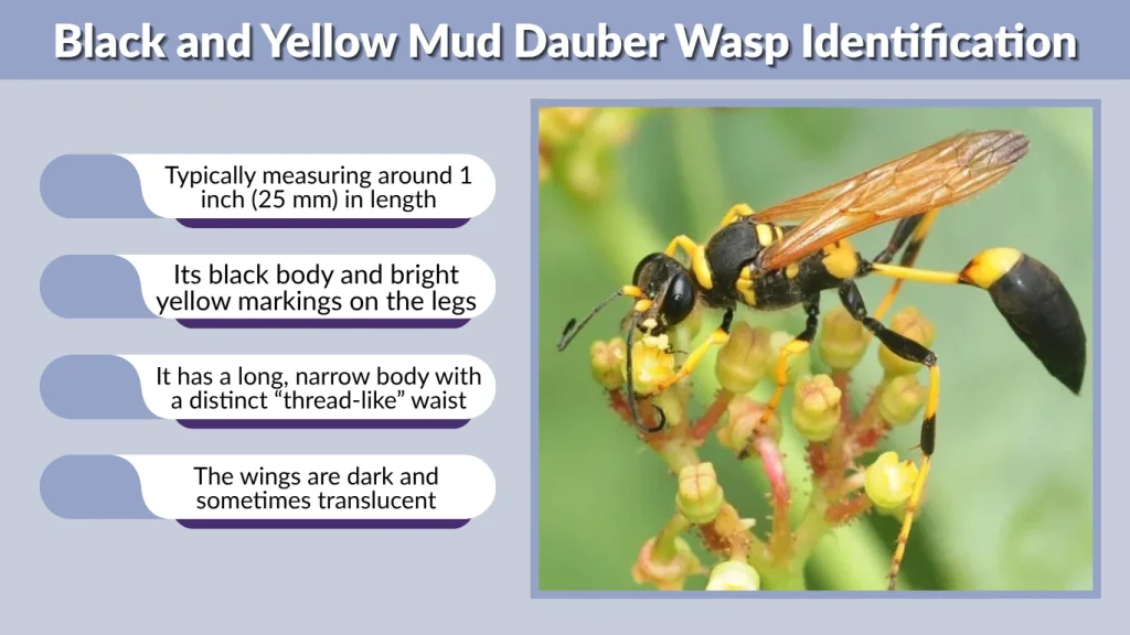 Black and Yellow Mud Dauber Wasp Identification