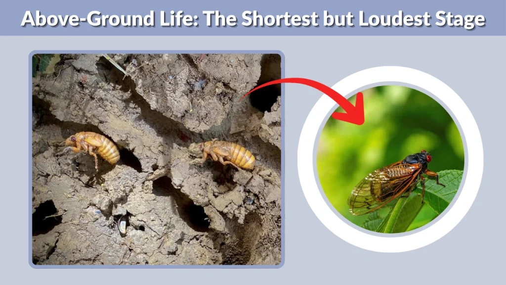 Above-Ground Life The Shortest but Loudest Stage