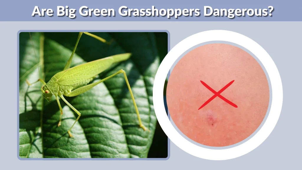 Are Big Green Grasshoppers Dangerous