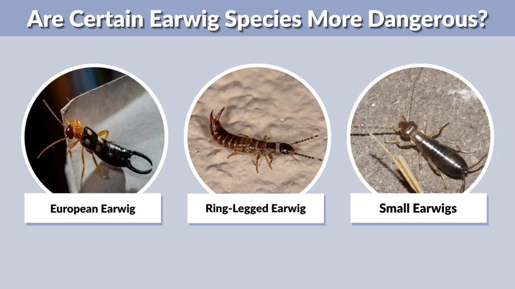 Are Certain Earwig Species More Dangerous