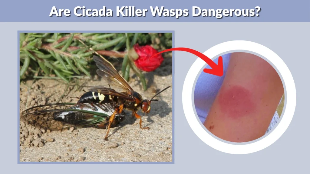 Are Cicada Killer Wasps Dangerous