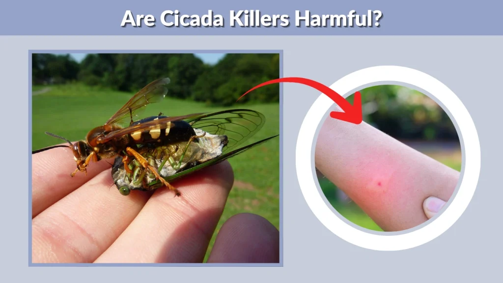 Are Cicada Killers Harmful
