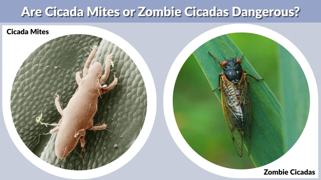 Are Cicada Mites or Zombie Cicadas Dangerous