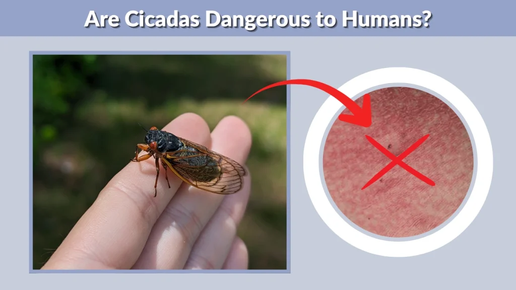 Are Cicadas Dangerous to Humans