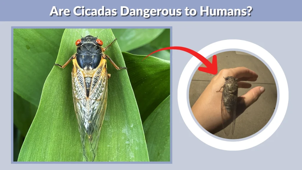 Are Cicadas Dangerous to Humans