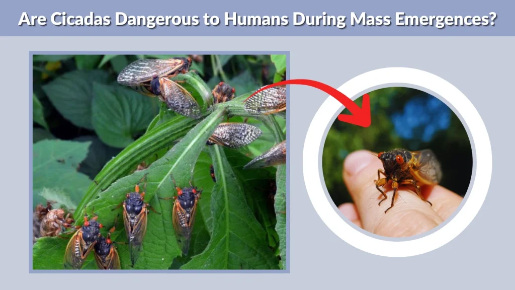 Are Cicadas Dangerous to Humans During Mass Emergences