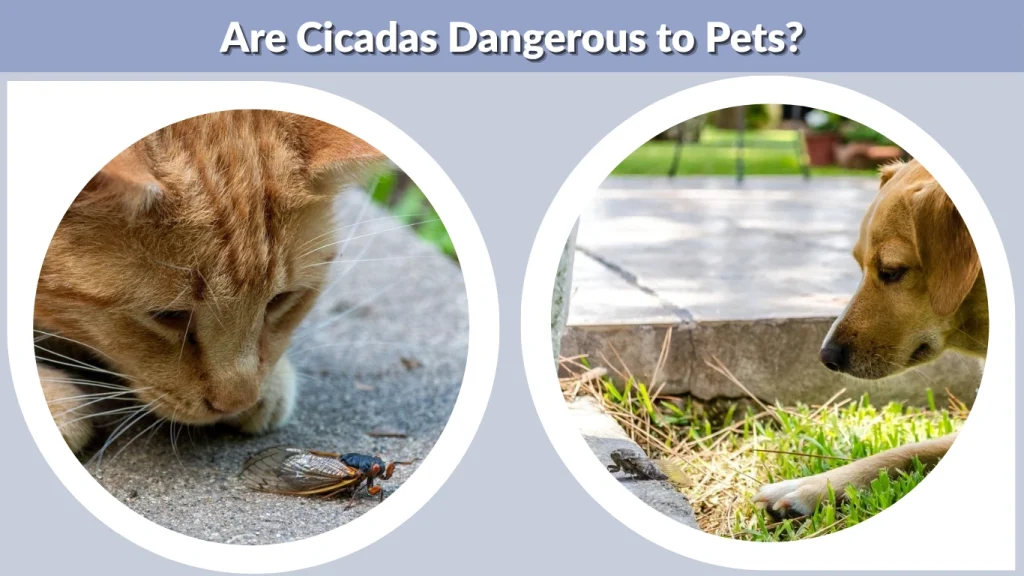 Are Cicadas Dangerous to Pets