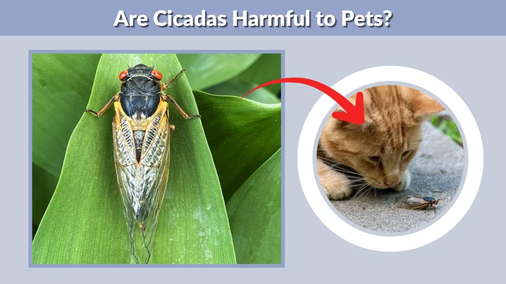 Are Cicadas Harmful to Pets