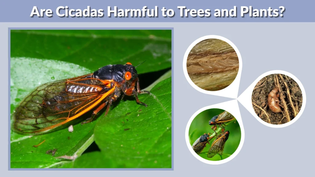 Are Cicadas Harmful to Trees and Plants