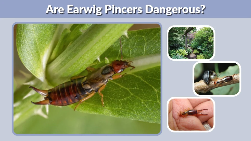 Are Earwig Pincers Dangerous
