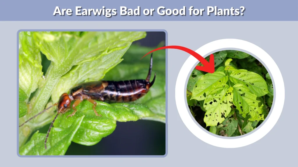 Are Earwigs Bad or Good for Plants