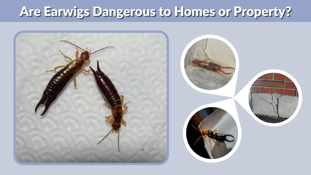 Are Earwigs Dangerous to Homes or Property
