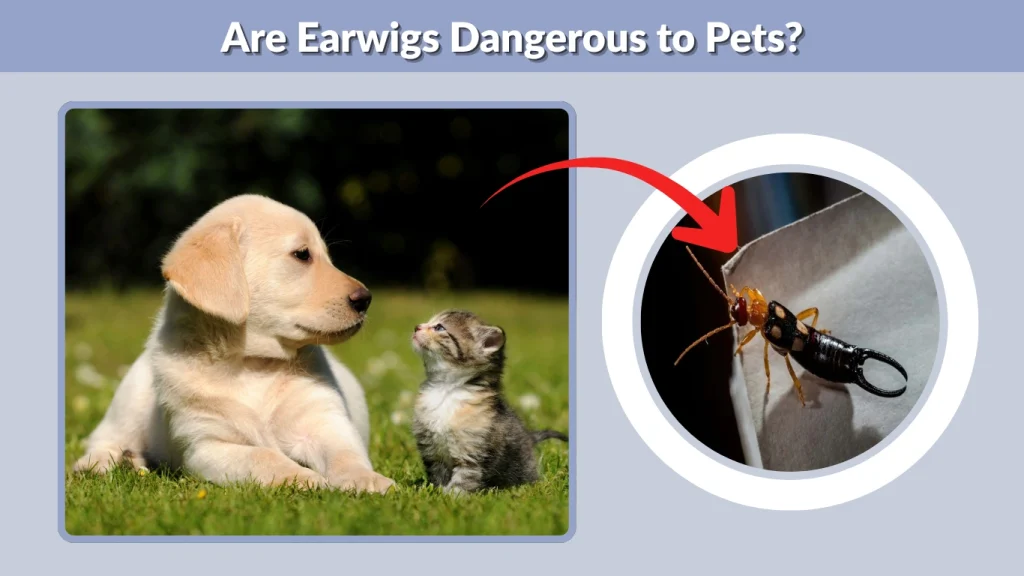 Are Earwigs Dangerous to Pets