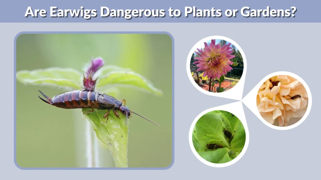 Are Earwigs Dangerous to Plants or Gardens