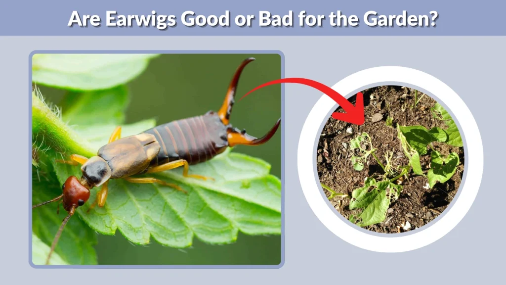 Are Earwigs Good or Bad for the Garden