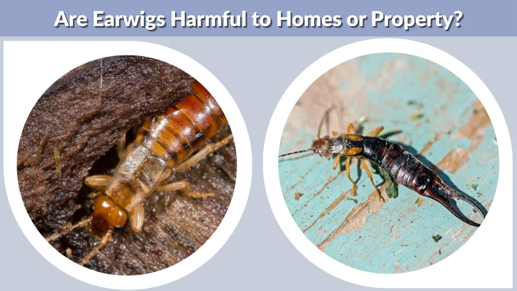 Are Earwigs Harmful to Homes or Property