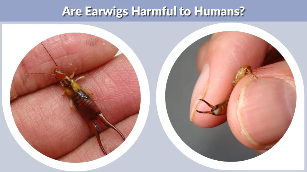 Are Earwigs Harmful to Humans