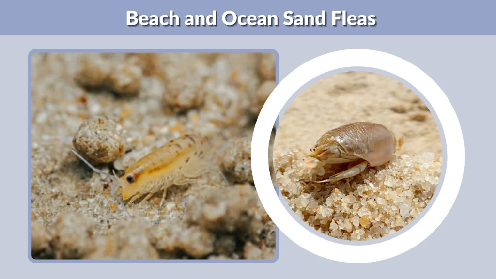 Beach and Ocean Sand Fleas
