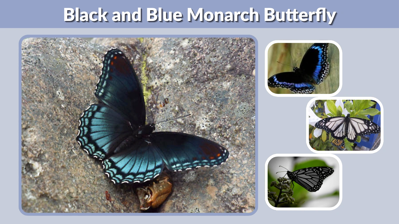 Black and Blue Monarch Butterfly Meaning, Variants & Symbolism