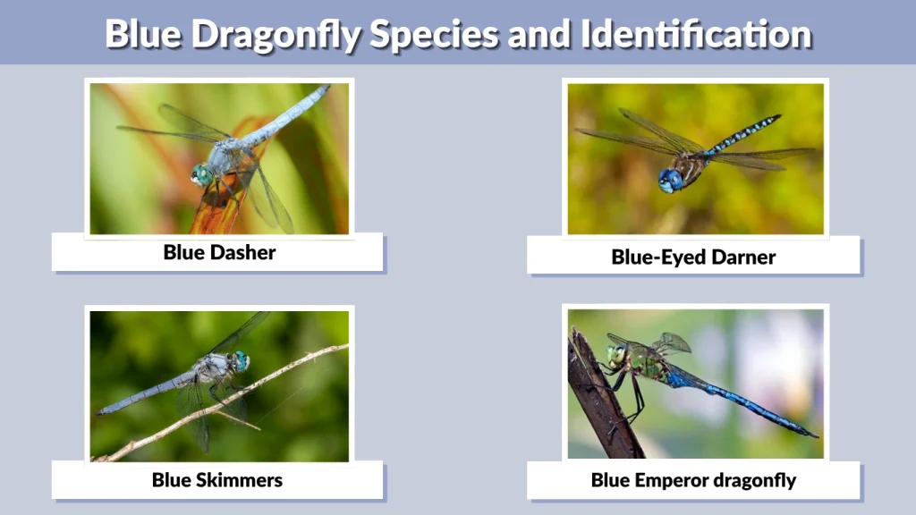 Blue Dragonfly Species and Identification