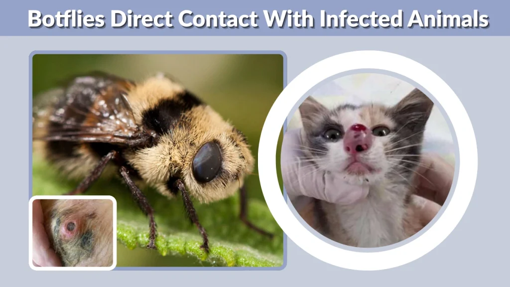 Botflies Direct Contact With Infected Animals